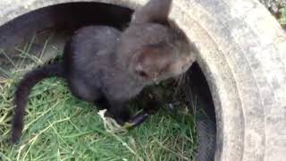 Black cat wanted to play with Guinea pigs
