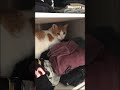 En qué está pensando Tino? El gato naranja streamer 😼