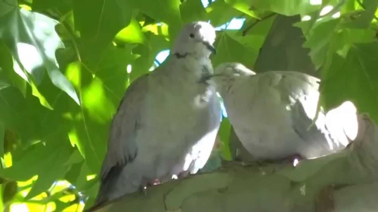 Eurasian collared dove (Streptopelia decaocto), most often simply