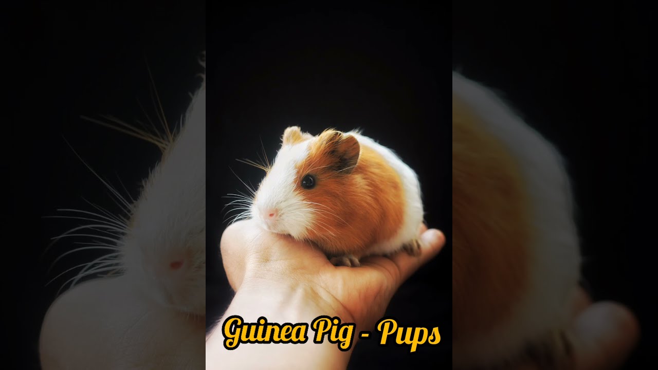 Pet Animals And Babies 