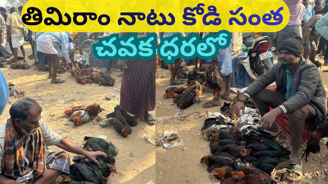 తిమిరాం నాటు కోడి సంత #chicken #henna #birds #cow #goat #mp 
