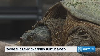 Doug the Tank | Snapping turtle saved at the beach, now doing okay