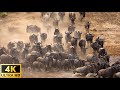 Great Migration | The biggest migration of the year of the wildebeest - Relaxing Nature In 4K