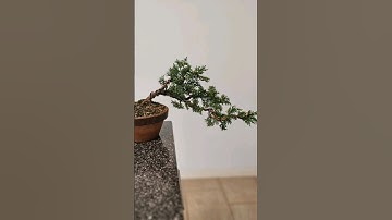 Quick initial styling on a shinpaku juniper✂️ #cascade #howto #diy #bonsai #fyp #switzerland