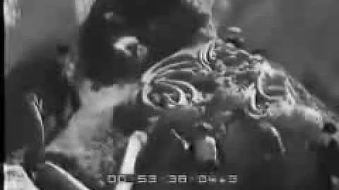 Quali sono le particolarita dello scheletro della balena?