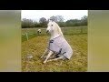 When HORSE & DOG TRAINING goes WRONG - LAUGH HARD at FUNNY VIDEOS When HORSE & DOG TRAINING goes WRONG - LAUGH HARD at FUNNY VIDEOS