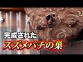 完全体のスズメバチの巣を駆除してきました