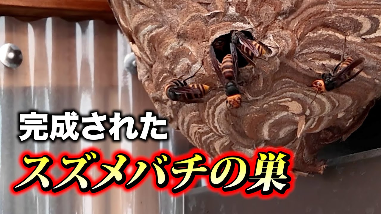 I exterminated a fully developed hornet's nest - YouTube