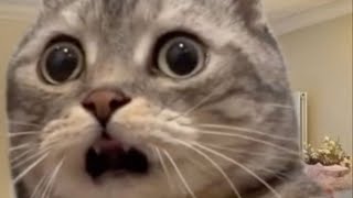 cats with zero brain activity