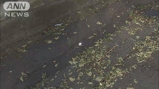 スズメなど140羽が大量死　死因の特定はできず（13/07/14）