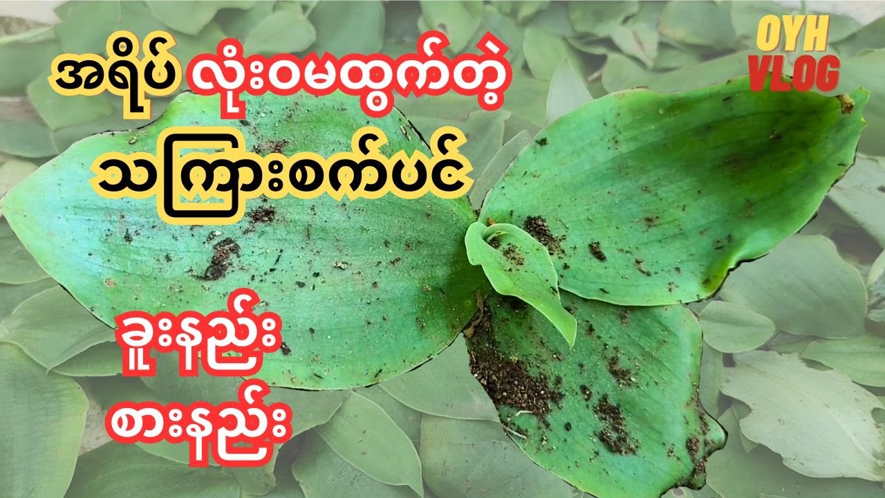 တောင်ရိုးပေါ်မှာပေါက်တဲ့ အရိပ်လုံးဝမထွက်တဲ့ သကြားစက်ပင် ခေါ် အရိပ်မထွက်ပင် (တောဓလေ့)