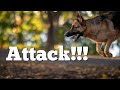 German Shepherd vs Drone | We got a Drone