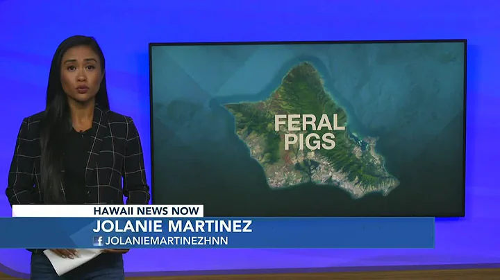 Feral pigs are a growing nuisance, but solutions are hard to find