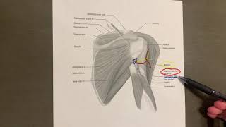 Celebrity Quadrilateral Space Anatomy Net Worth