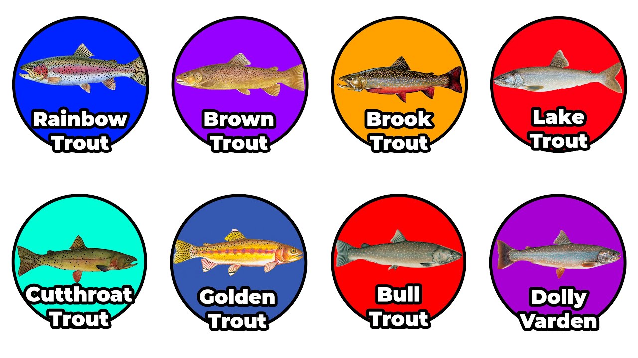 Объяснение каждой рыбалки на форель