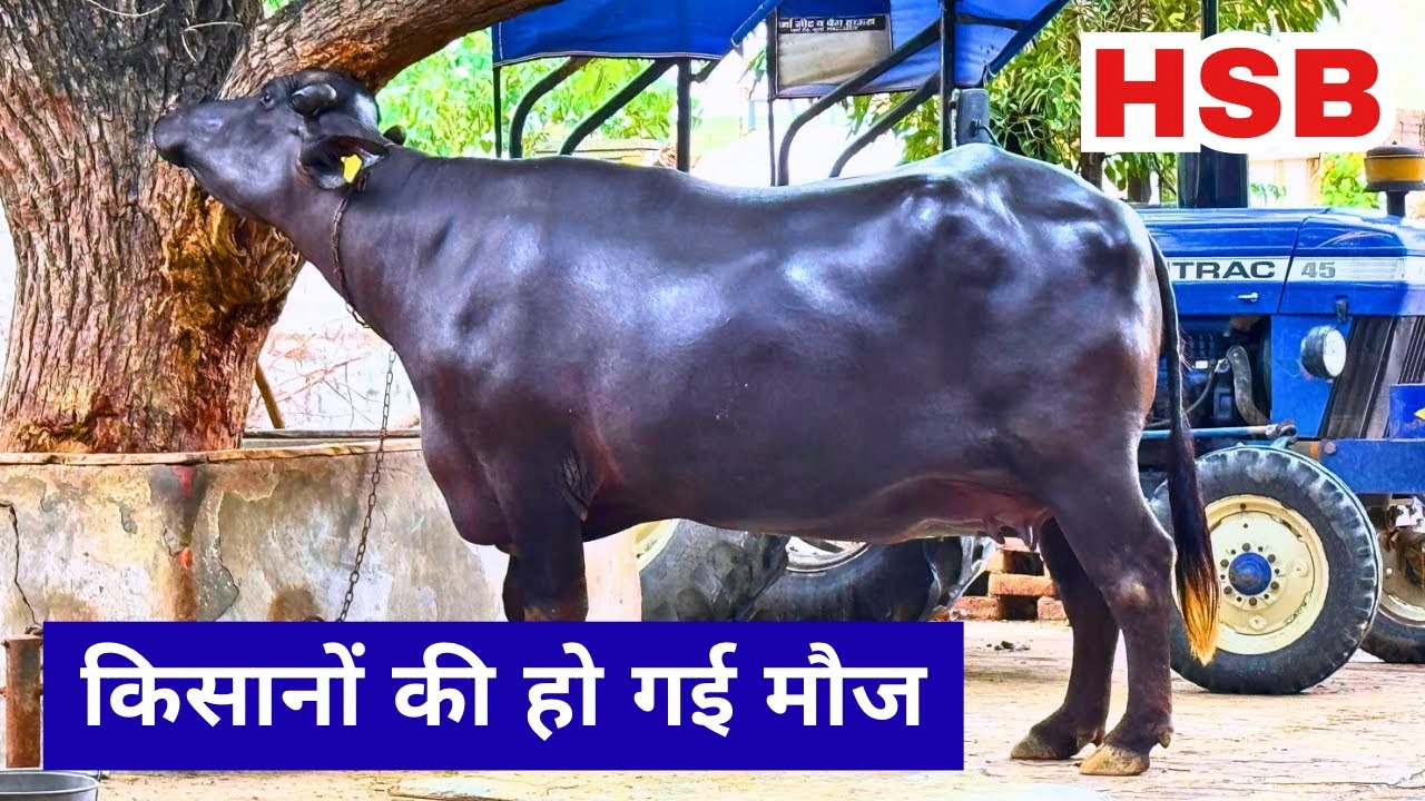 कटड़ियां ही कटड़ियां - HSB के बुलों ने मचाई धूम || देखिए बेताब की शानदार बेटी 