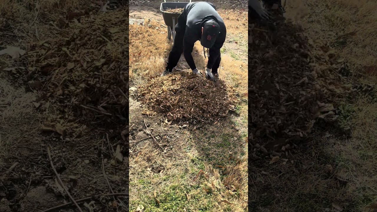 Мои фруктовые деревья выдерживают температуру -20°F (-29°C) и всё ещё дают тонны плодов ❄️🌳