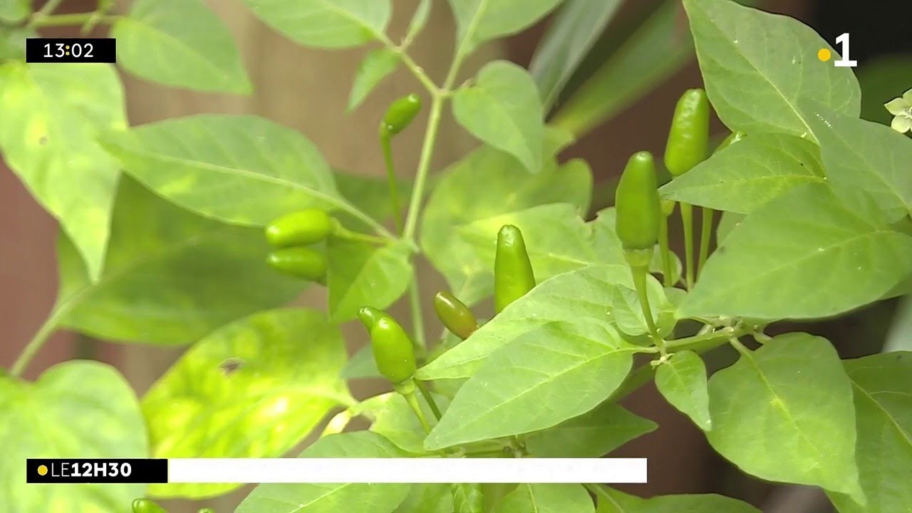 Kosalafé Raymond Lucas piment martin