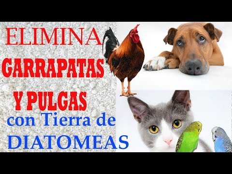 Video: ¿Cómo se aplica la tierra de diatomeas a las garrapatas?