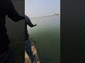 catch big tilapia #fishing #hyedrabad #fish #short