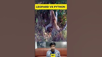 Leopard vs Python: Head to Head | Wildlife Animal Encounter