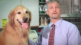 City Creatures Animal Hospital | Arthritus & your pet
