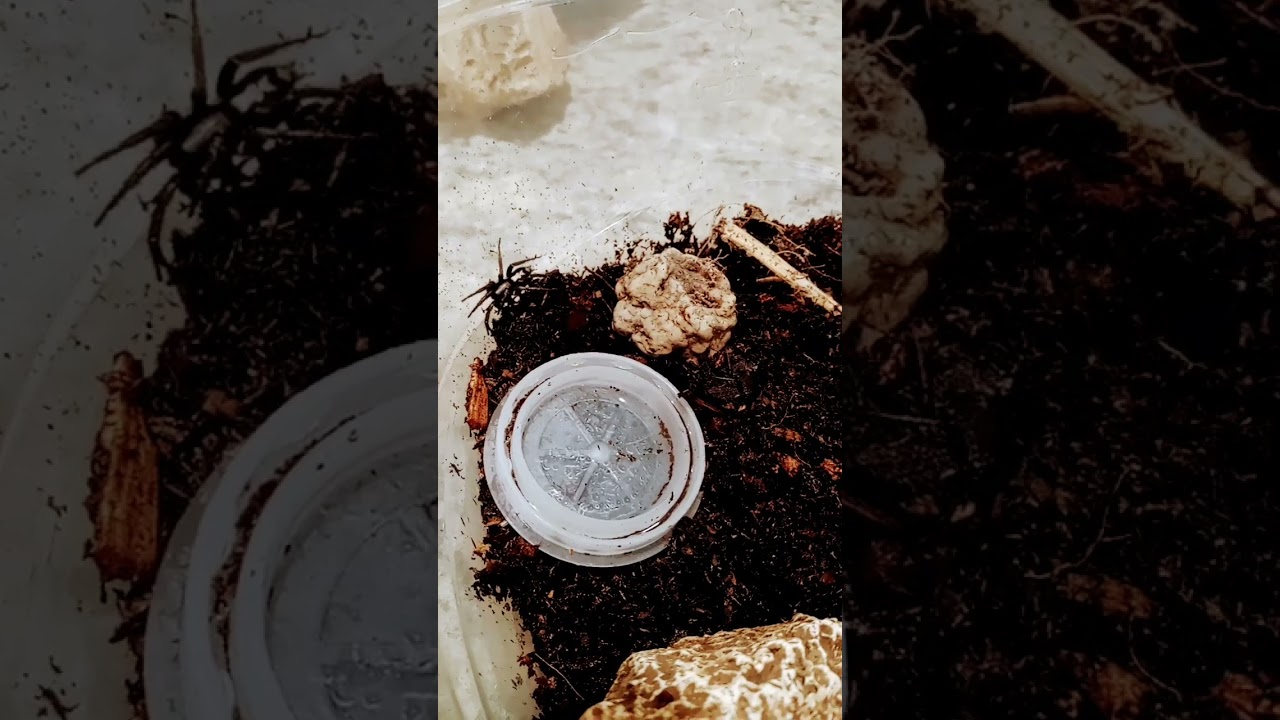 This Spider Got Itself Stuck In A Fly Trap, Thankfully I Noticed