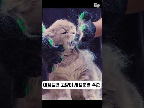 고양이 세포 분열중😺😺🦠