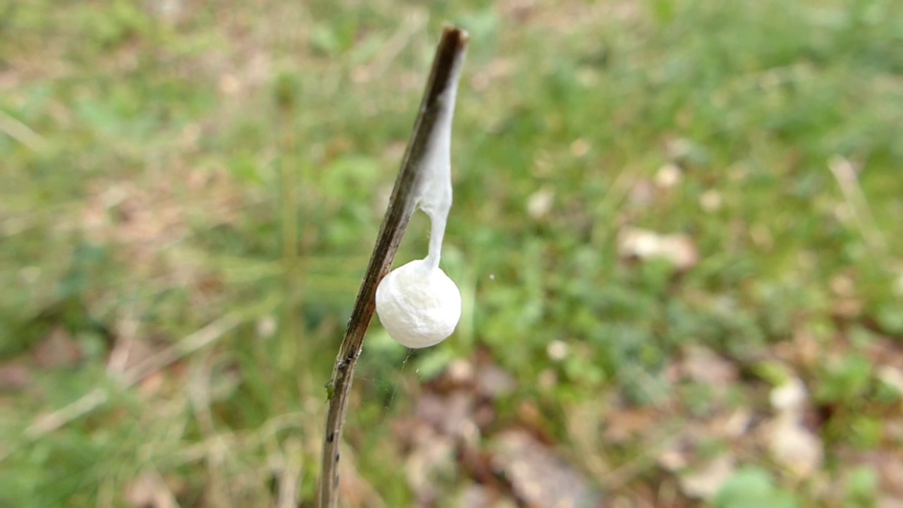 Feenlämpchen • Mitte April 2017