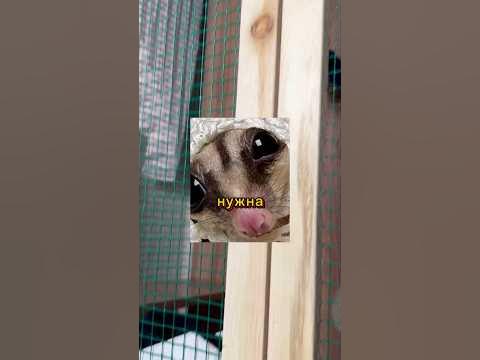 Какая нужна клетка для сахарного поссума . Клетка для белки летяги 🥰😘 ...