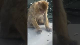 Tranquil sur la voiture ?un macaque qui mange des pipas ?