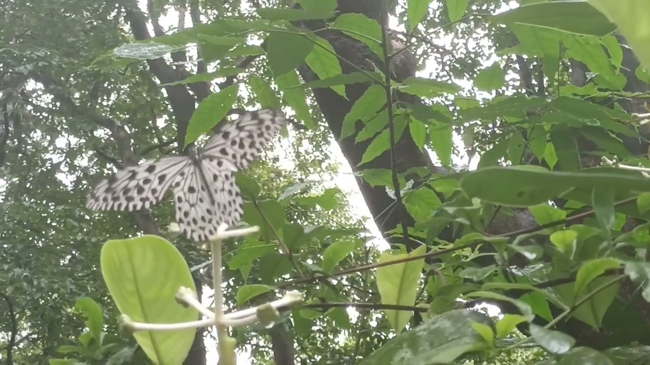 Rains and Malabar Tree Nymph nectar feeding at Panchavati Butterfly Park