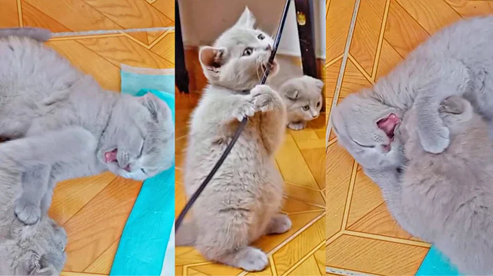 Watch the video about Playful Kittens Showing Funny and Adorable Moments