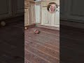 Armadillo obsessed with apple #animals #shorts #wildlife