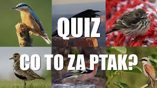 Quiz: polskie ptaki 2 screenshot 4