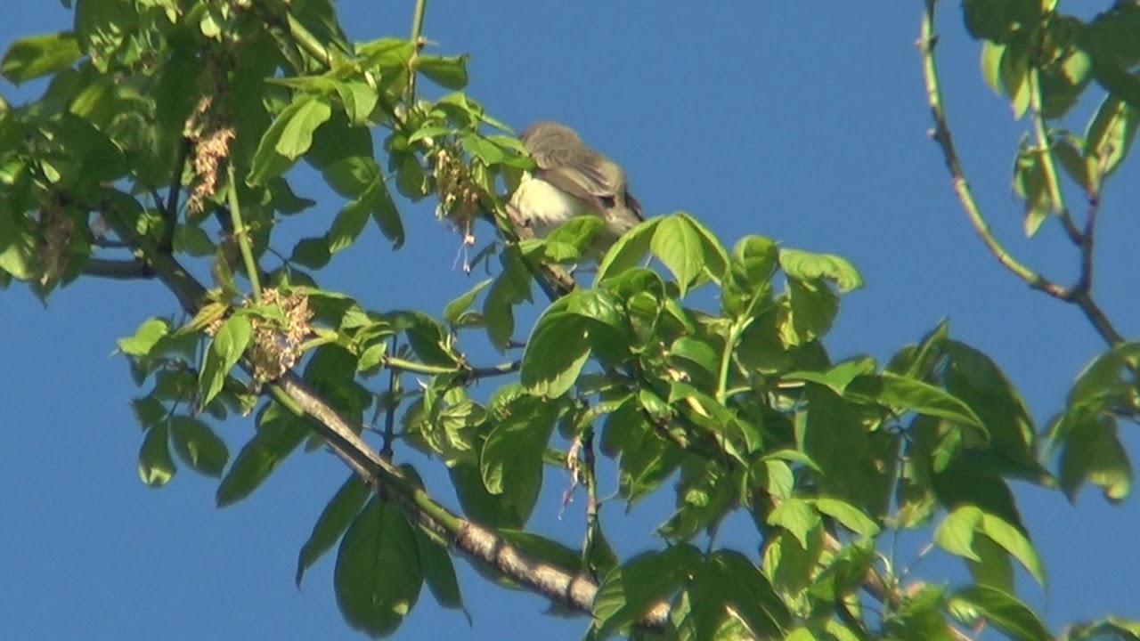 Warbling Vireo 
