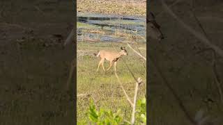 Finally,  deer on video #wildlife #nature #Florida State Parks