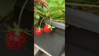 Ada banyak buah strawberry di kebun atas rumah