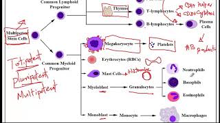 USMLE ACE Video 110 (Part 1): Basic Physiology of the Circulatory System