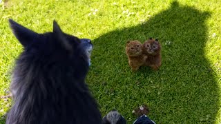 Beast Doesn't Know How Deadly The Mother Of The Bear Cubs It Bullies Is