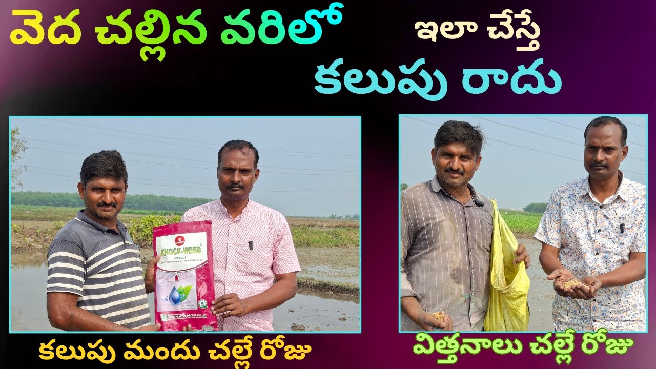 వెద చల్లిన వరిలోఇలా చేస్తే కలుపు రాదు 