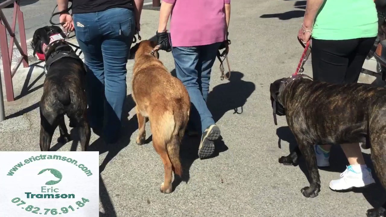 SOCIALISATION DES CHIENS EN VILLE/ERIC TRAMSON/EDUCATEUR ET FORMATEUR CANIN - YouTube