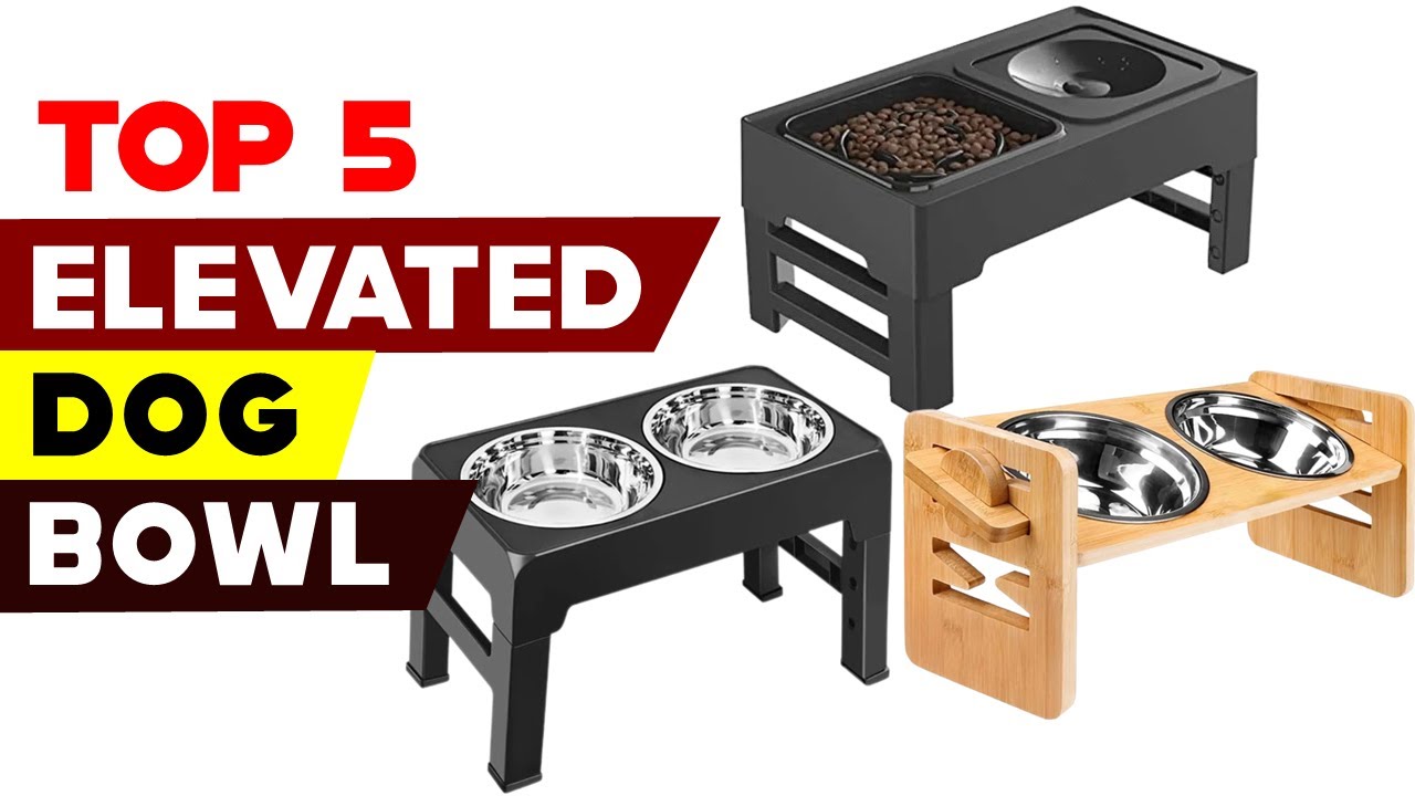 Top 5 Elevated Dog Bowls 2024 | Dining in Style with Your Pooch