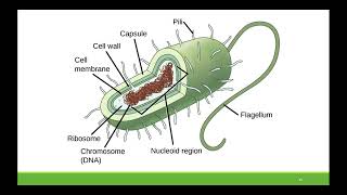 BIO181 Chapter 4 - Cell Structure