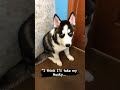 I think I’ll take my husky neat 🌟