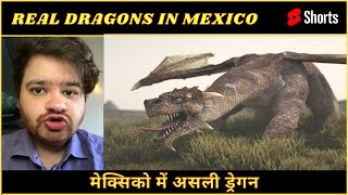 Dragon in Mexico 🐉 #shorts #dragon #footage screenshot 4