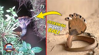 Ular Cobra Berkepala 5 Gegerkan Warga Bali !! Inilah Beberapa Ular Unik Yang Tertangkap Warga