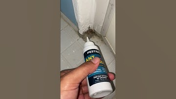 Emang Sue Semut Ga Abis Abis Gw Pakai Obat Pembasmi Semut Pestide Ant Funeral