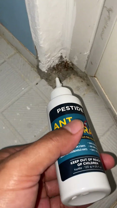 Emang Sue Semut Ga Abis Abis Gw Pakai Obat Pembasmi Semut Pestide Ant Funeral