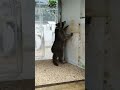 racoonnn